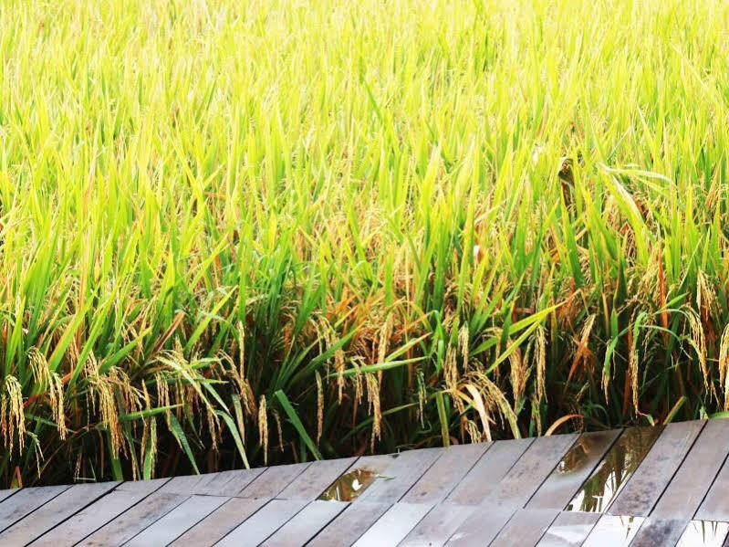 Bening Bungalow Ubud Buitenkant foto